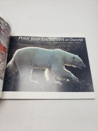 Polar Bear Encounters at Churchill