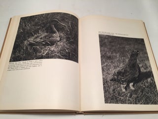 British Wild Life: A Selection from the National Collection of Nature Photographs